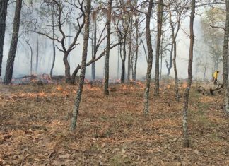 Dejan 45 incendios forestales afectación en 93 hectáreas