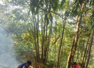 Controlan incendios forestales en Tlanchinol