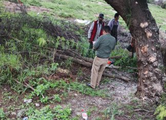 Piden reportar árboles con riesgo de caída en Tulancingo