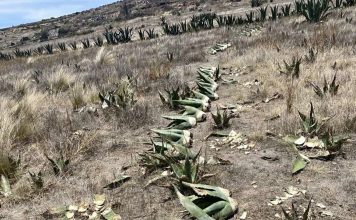 Inician investigación por posible desaparición de 10 mil magueyes en Apan