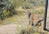 Alertan por avistamiento de Puma en San Agustín Tlaxiaca