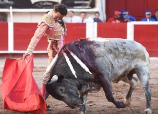 Busca Partido Verde Ecologista destrabar iniciativa contra tauromaquia