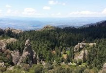 Pierde El Chico 22 mil árboles afectados por gusano descortezador