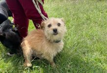 Realizará Tulancingo primera feria de bienestar animal