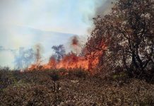 Más del 90% de incendios forestales son provocados: Protección Civil