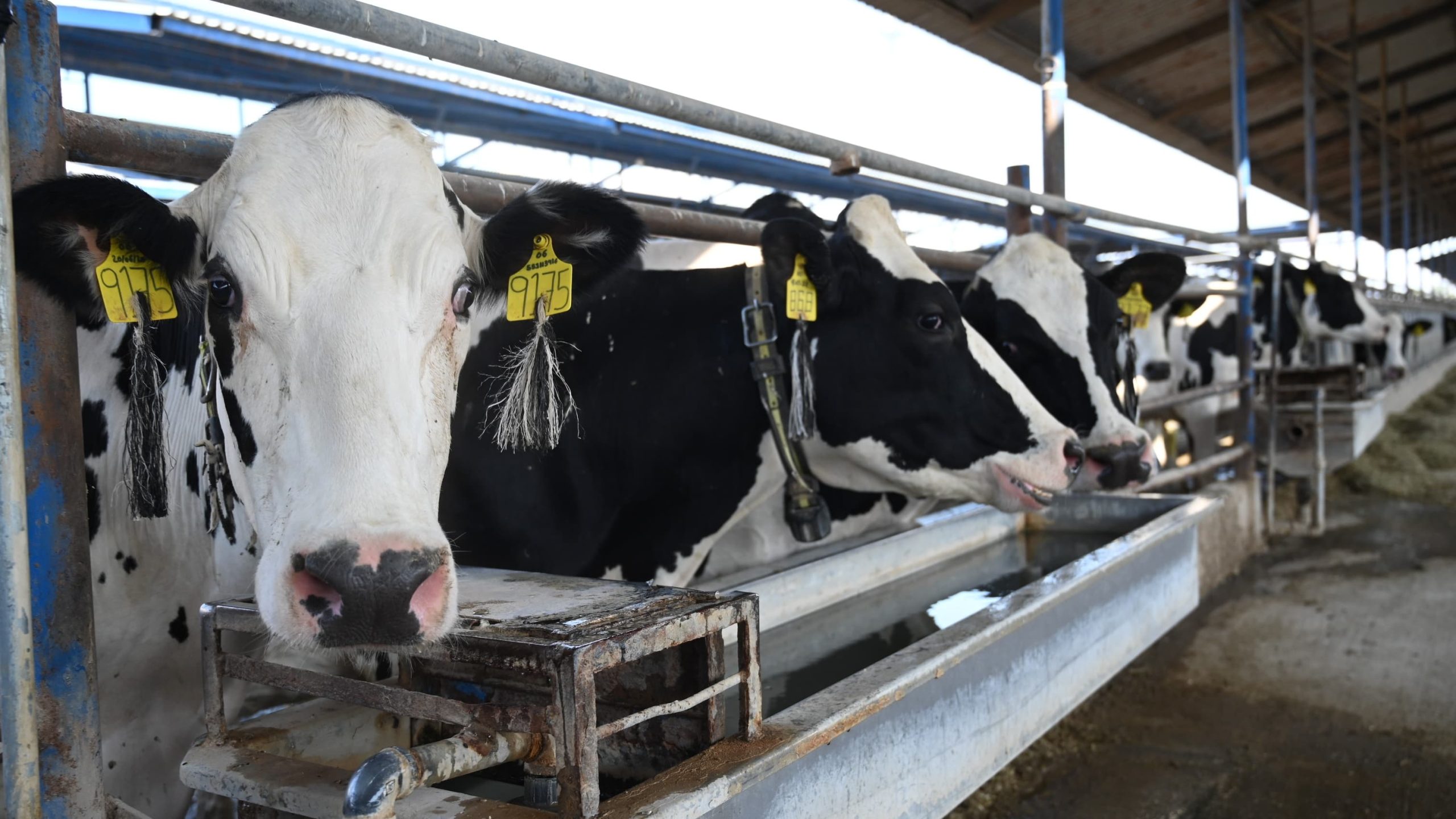 Sin sacrificio de ganado por gusano barrenador; reportan 54 casos activos