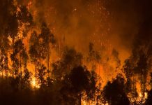 Hidalgo, segundo lugar nacional en hectáreas afectadas por incendios forestales