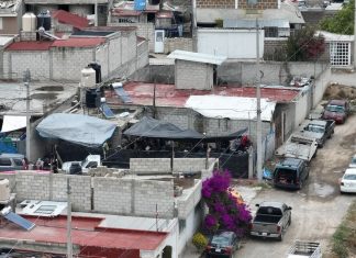 Detienen a 37 personas por organizar peleas clandestinas de gallos