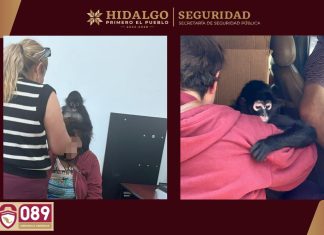 Rescatan a mono araña en Actopan y detienen a dos sujetos