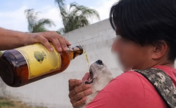 Obligan jóvenes a canino a ingerir alcohol en Atotonilco el Grande