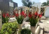 Conmemorará Tulancingo a los padres que ya partieron