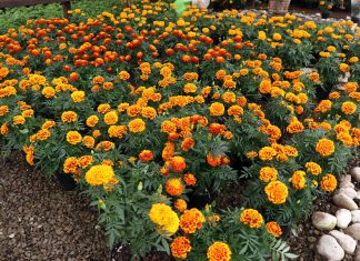 Otorga gobierno de Puebla beneficios a floricultores