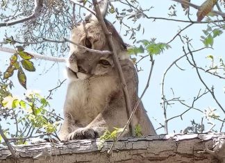 Puma “Jorge” es trasladado a Africam Safari tras captura en Miahuatlán Puma “Jorge” es trasladado a Africam Safari tras captura en Miahuatlán