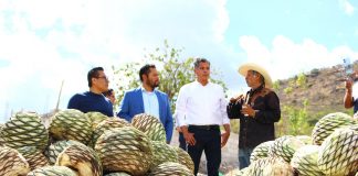Impulsa Gobierno de la Ciudad tradición mezcalera con asesoría a productores