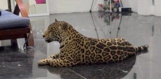 Hallan jaguar en domicilio de San Jerónimo Caleras
