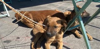 Realiza Gobierno de la Ciudad Jornada Integral de Atención Animal en San Miguel Canoa