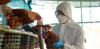 Descartan por ahora influenza aviar en Puebla