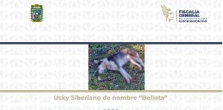 Logra la FGE vinculación a proceso de detenido por caso de crueldad animal en Zacapoaxtla