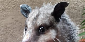 Hasta 35 tlacuaches y cacomixtles han sido rescatados en San Pedro Cholula