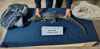 Hallan cocodrilo dentro de una mochila abandonada en pleno Zócalo de Puebla