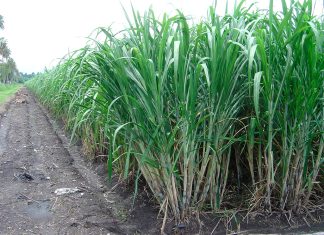 Puebla destina 5 millones de pesos para frenar al gusano barrenador en cultivos de caña