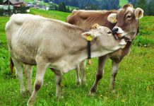 Instalaron cerco zoosanitario contra el gusano barrenador en la Sierra Negra