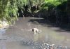 Hallan cadáver en avanzado estado de descomposición en el río Alseseca