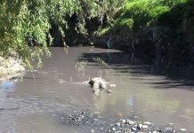 Hallan cadáver en avanzado estado de descomposición en el río Alseseca
