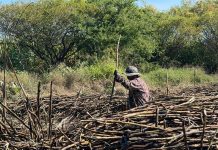 Inicia la zafra 2025–2026 para fortalecer el sector cañero