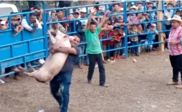 Evita Bienestar Animal la práctica del “cerdito encebado”