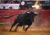 Suspenden la “Gran Suelta de Toros” en Tecamachalco