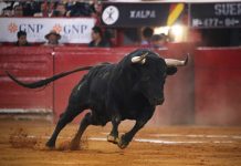 Suspenden la “Gran Suelta de Toros” en Tecamachalco