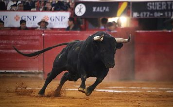 Suspenden la “Gran Suelta de Toros” en Tecamachalco