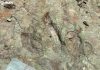 Confirman huellas de dinosaurios de 120 millones de años en Tehuacán y Atexcal
