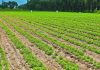Puebla proyecta incorporar 200 mil hectáreas al sistema de tecnificación agrícola
