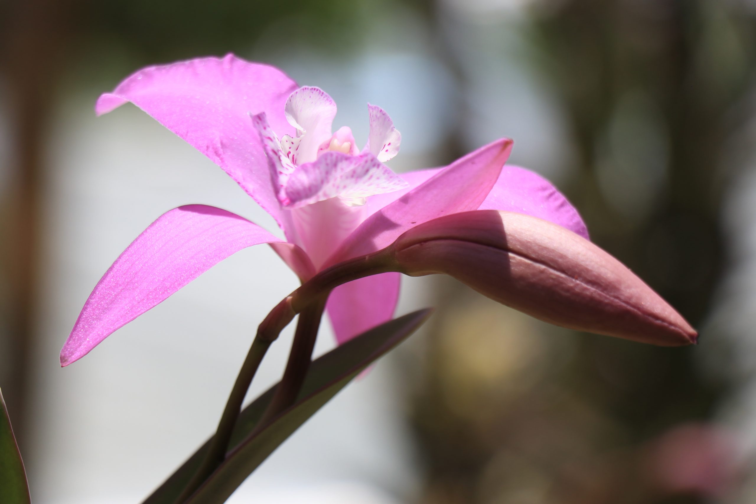 Flor de mayo: orquídea representativa de Belén