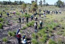 Avanza programa de reforestación con meta superior a 1.1 millones de plantas