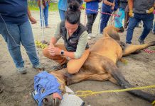 «Venimos a ayudar, aprender y adquirir experiencia»