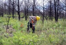 Unidos por la reforestación en Tlaxcala