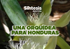 Una Orquídea para Honduras