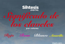 Clavel: Elegancia y sencillez en una flor