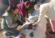 Ayuntamiento de Tlaxcala capacita a mujeres con curso de huertos familiares