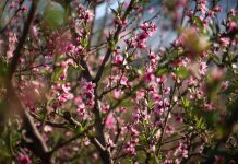 Atltzayanca te invita a descubrir la Ruta del Durazno