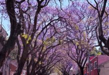 Tlaxcala se pinta de morado: jacarandas anuncian la llegada de la primavera