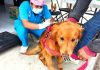 Fortalecen Gobierno de Alfonso Sánchez y Zoonosis de SESA la salud pública con exitosa campaña de esterilización animal