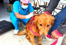 Fortalecen Gobierno de Alfonso Sánchez y Zoonosis de SESA la salud pública con exitosa campaña de esterilización animal
