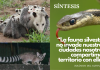 Piden proteger fauna silvestre en temporada de nacimientos