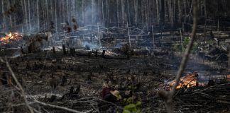Tres de cada cuatro hectáreas deforestadas en la Amazonía se destinan a la ganadería