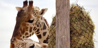 Ella es Maya, jirafa que ‘flechó’ el corazón de Benito en Africam Safari