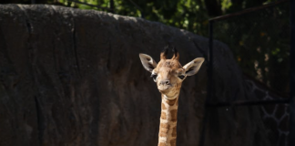 Jirafa nacida en Chapultepec ya tiene nombre